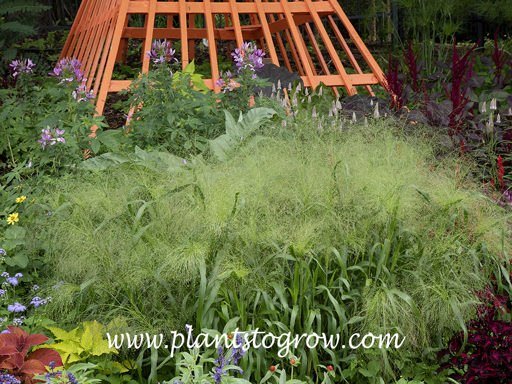 Frosted Explosion Switch Grass (Panicum elegans) Plants To Grow